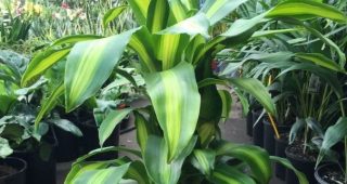 Pèrègún, a folha que induz ao transe de Òrìsà.